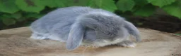 Mini Lop rabbits for sale: Pure bred Mini lop baby rabbits  - Advert 9