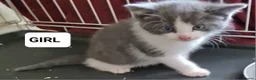 Ragdoll cats for sale: LONGHAIR/ MEDIUM HAIR RAGDOLL CROSS BSH - Advert 21