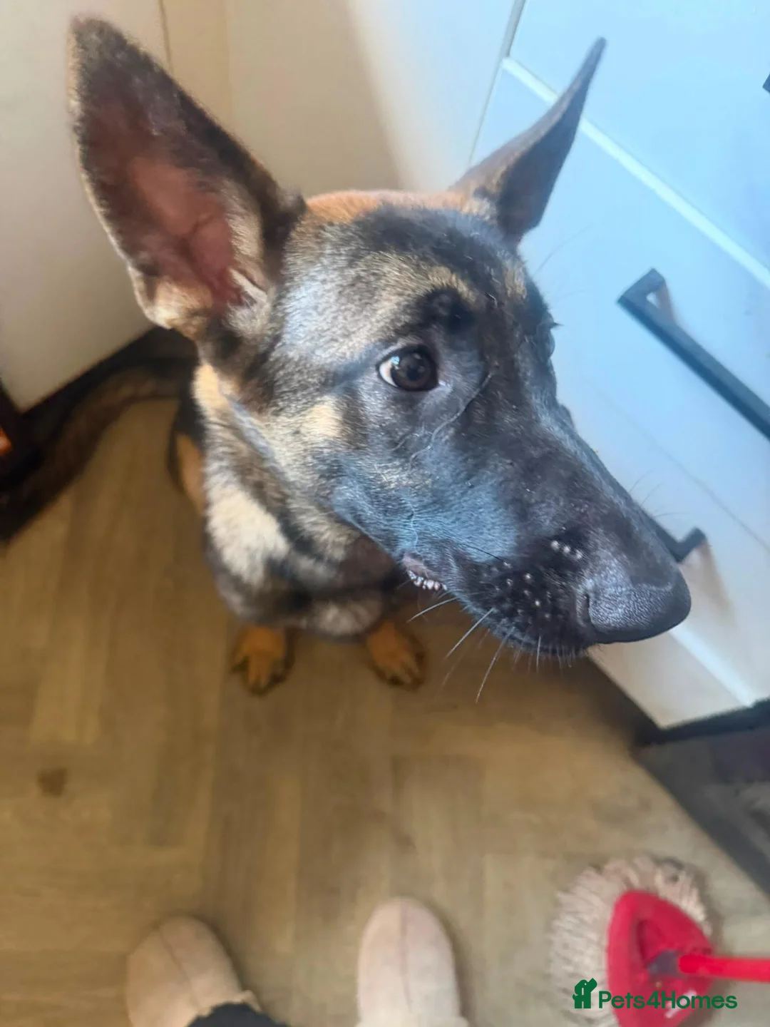 German Shepherd dogs for sale: 7 MONTH OLD GERMAN SHEPHERD GIRL - Advert 2