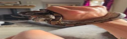 Boa Snake reptiles for sale: Boa constrictor viv included  in Wigton - Advert 2