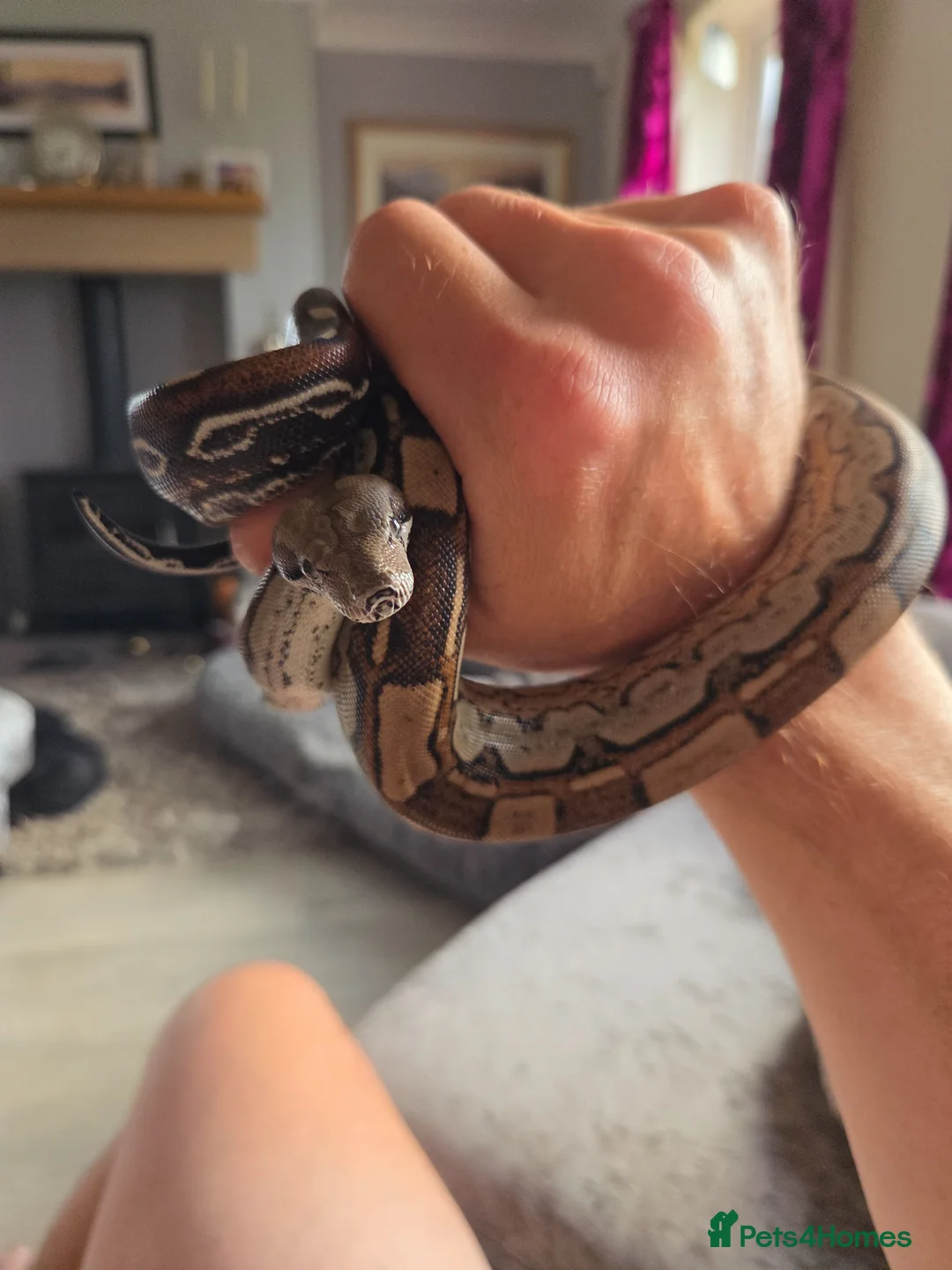 Boa Snake reptiles for sale: Boa constrictor viv included  in Wigton - Advert 2