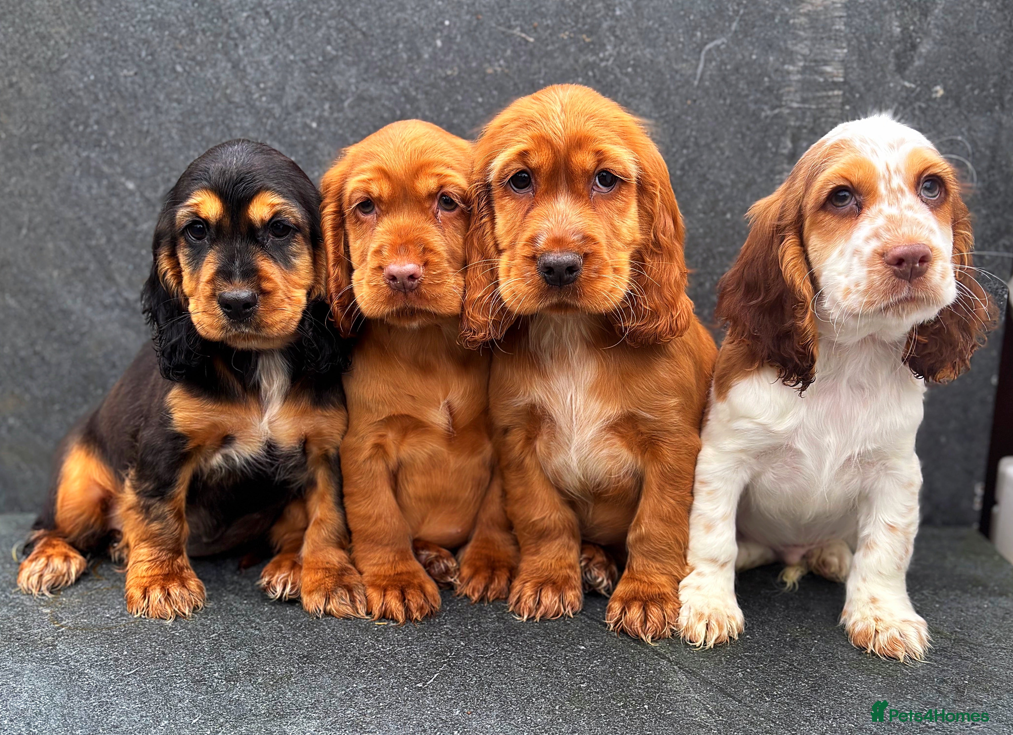 Show Cocker Spaniel Puppies For Sale Pets4Homes Show Cocker Spaniel Puppies For Sale Pets4Homes