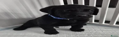 Dark blue boy