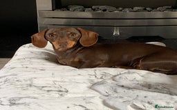 Miniature Dachshund dogs for sale: Stunning miniature Dachshunds PRA clear KC reg - Image 6