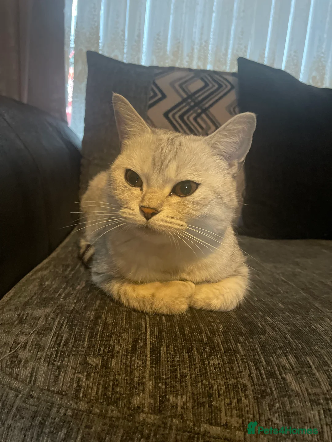 British Shorthair cats for sale: 2 Kittens  - Advert 1