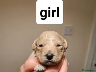 Poochon dogs 4 beautiful fluffy poochon puppies for sale - Advert 13