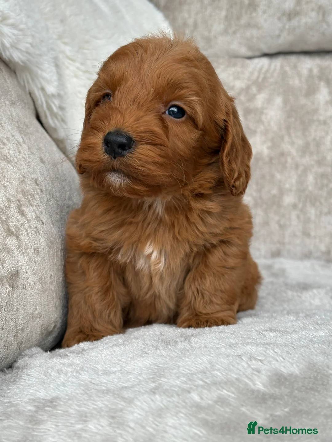 Cockapoo dogs for sale: Stunning f1 cockapoo puppies 🐶  - Advert 2