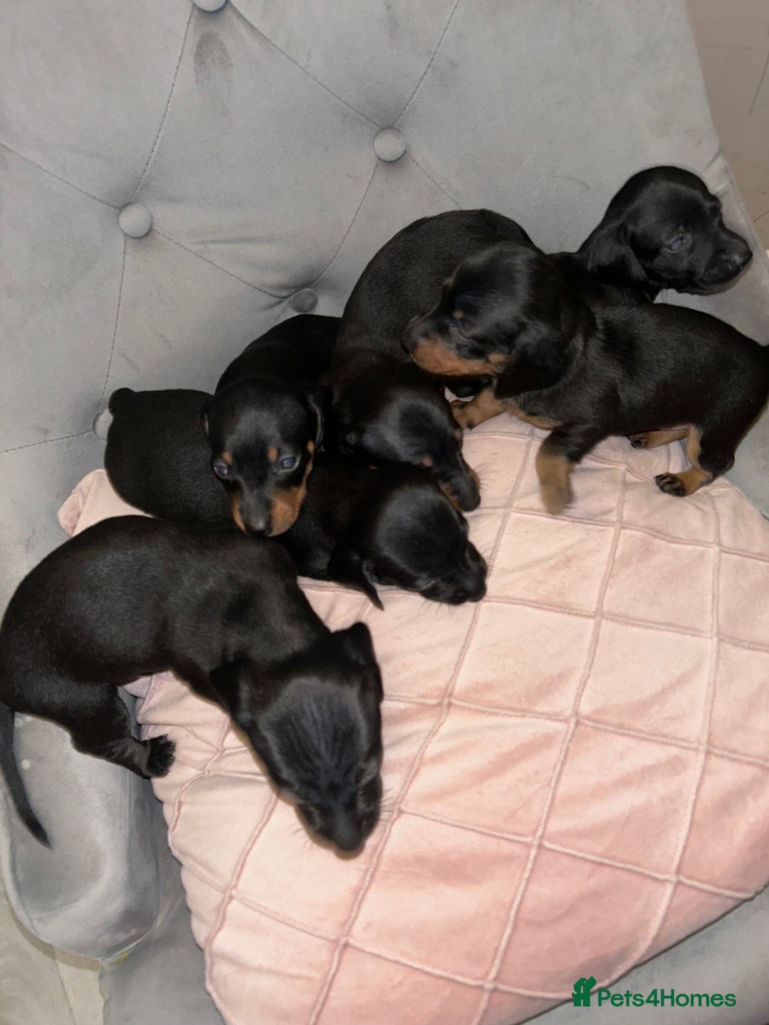Miniature Dachshund dogs for sale: Beautiful miniature dachshunds  - Image 5