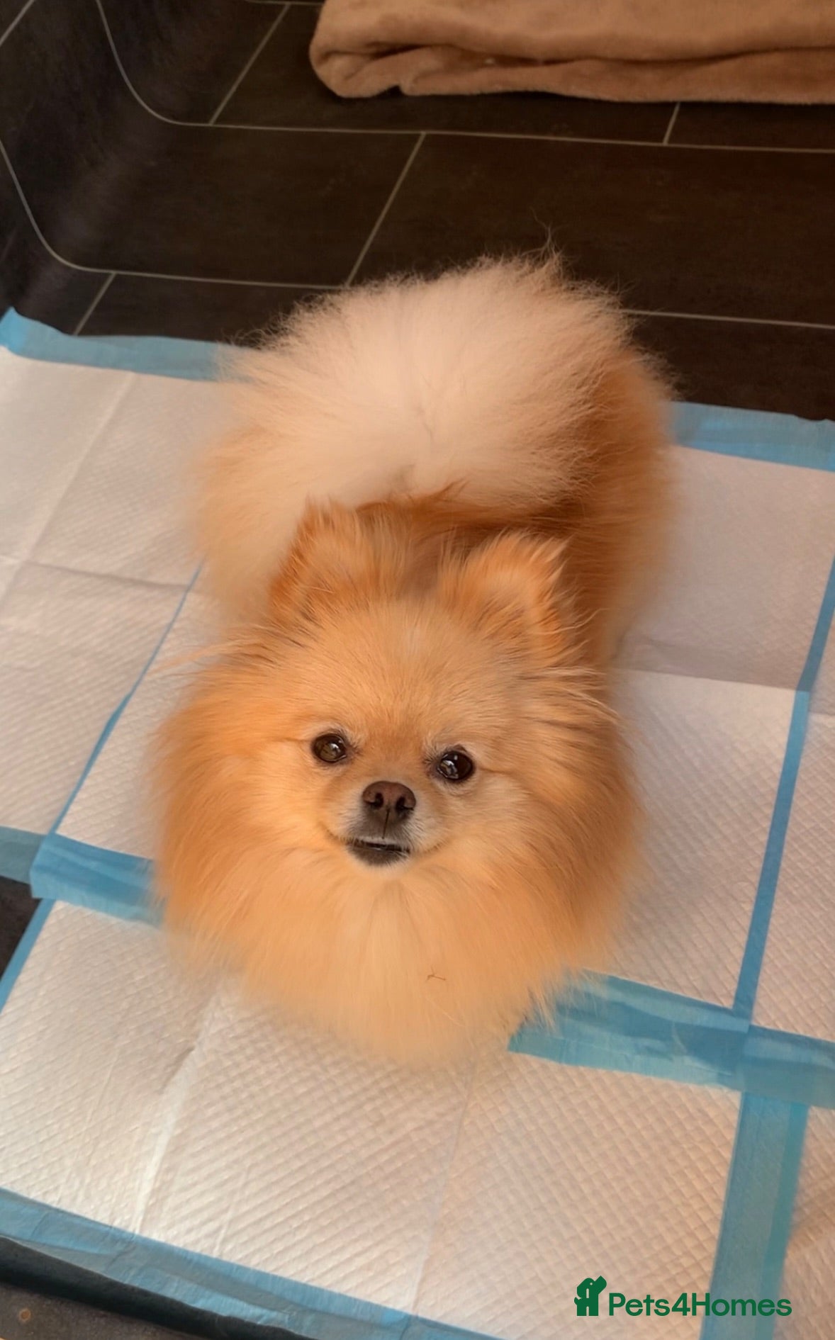 Pomeranian dogs Female pomeranian - Advert 5