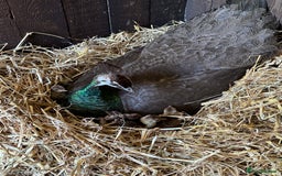Mixed Breed birds for sale: Indian Blue Peafowl - Image 2