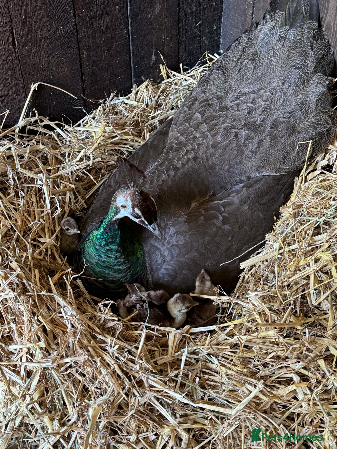 Mixed Breed birds for sale: Indian Blue Peafowl - Image 2