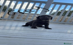 Mixed Breed dogs for sale: Vizsla/rottweiler - Image 3