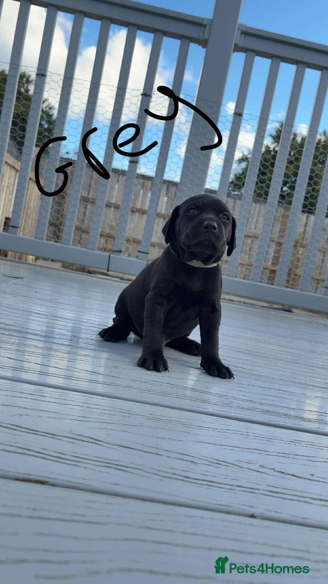 Mixed Breed dogs for sale: Vizsla/rottweiler - Image 3