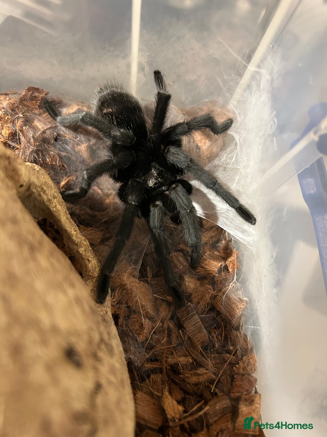 Tarantulas invertebrates for sale: MM Grammostola Pulchra - Advert 2