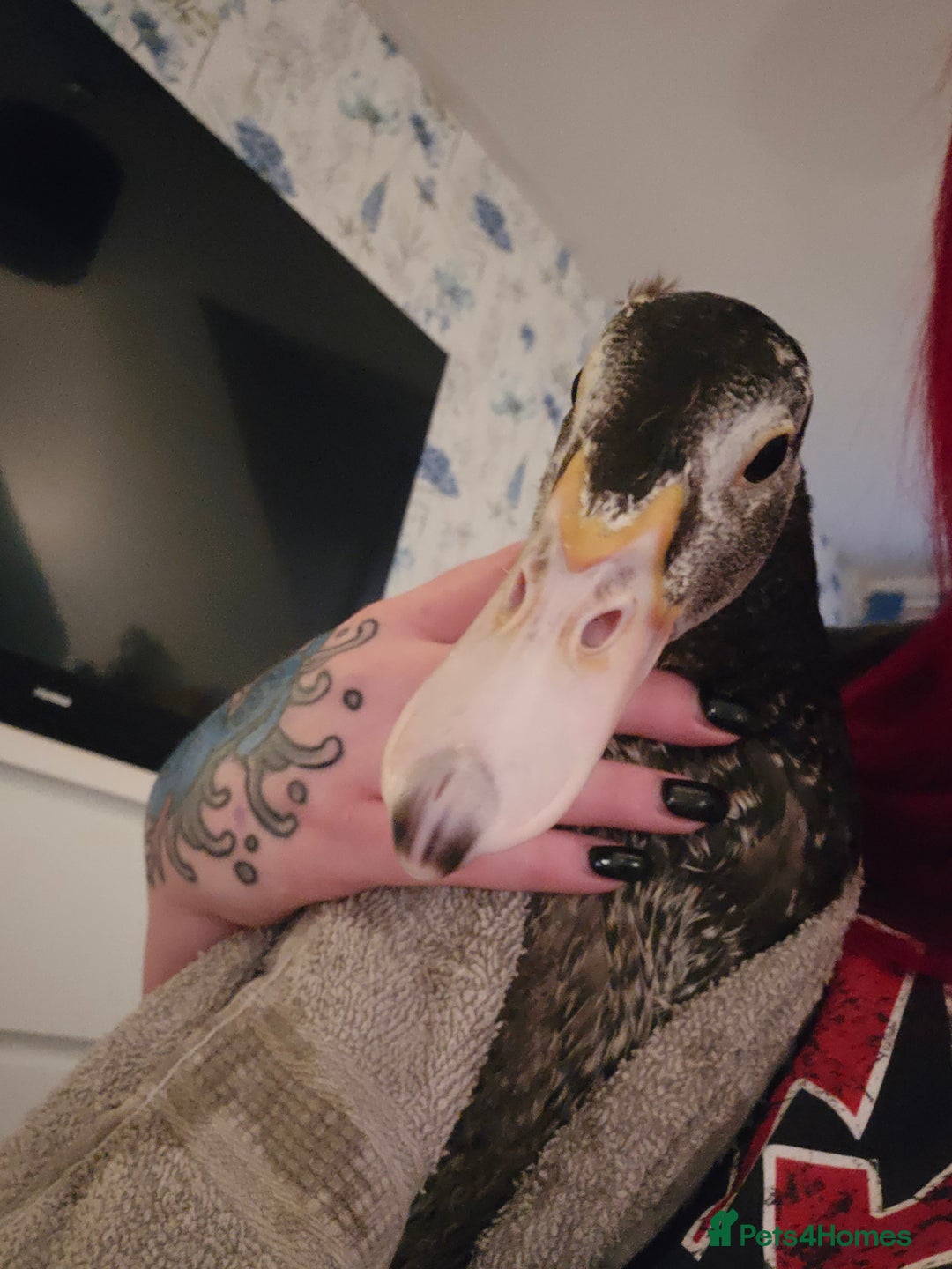 Ducks poultry for sale: 2 18 week old male muscovies open to offers! - Advert 7