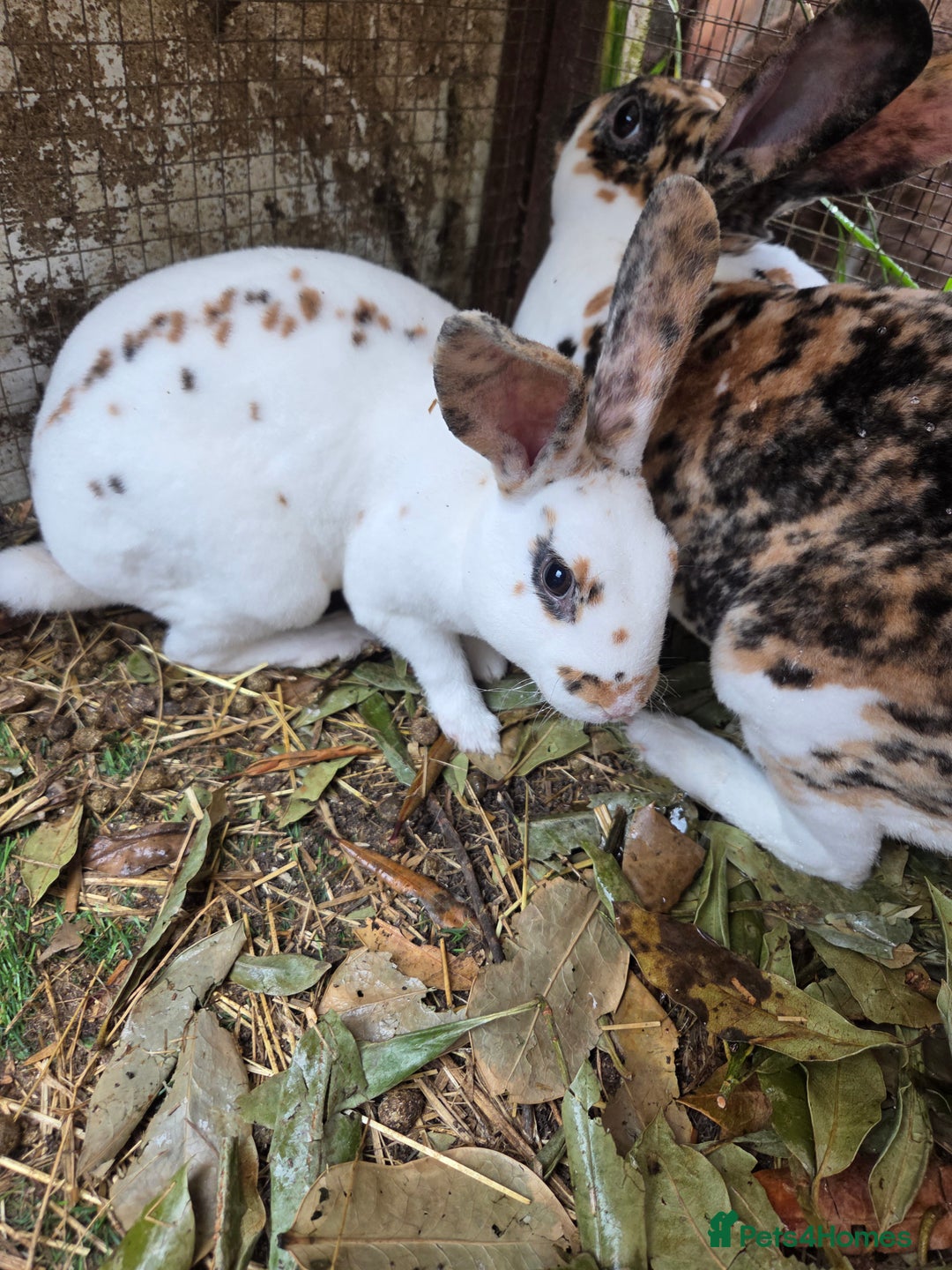 Rex rabbits for sale: 🐰 Beautiful mini rex babies 🐰 - Image 15
