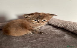 Maine Coon cats for sale: GCCF Registered female Maine Coon kitten - Image 5
