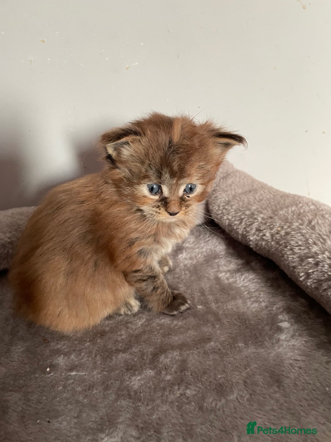 Maine Coon cats for sale: GCCF Registered female Maine Coon kitten - Image 5