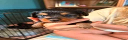 Mixed Breed dogs for sale: Dorkie puppies (dachshund X Yorkshire terrier) - Advert 6