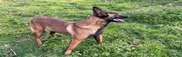 Belgian Shepherd Dog dogs for sale: Black mask mali pup - Advert 13