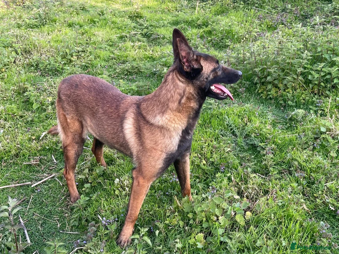 Belgian Shepherd Dog dogs for sale: Black mask mali pup - Advert 13