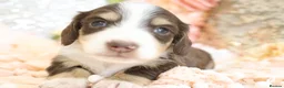 Miniature Dachshund dogs for sale: KC Longhair Miniature Dachshund Puppies in Wisbech - Advert 28