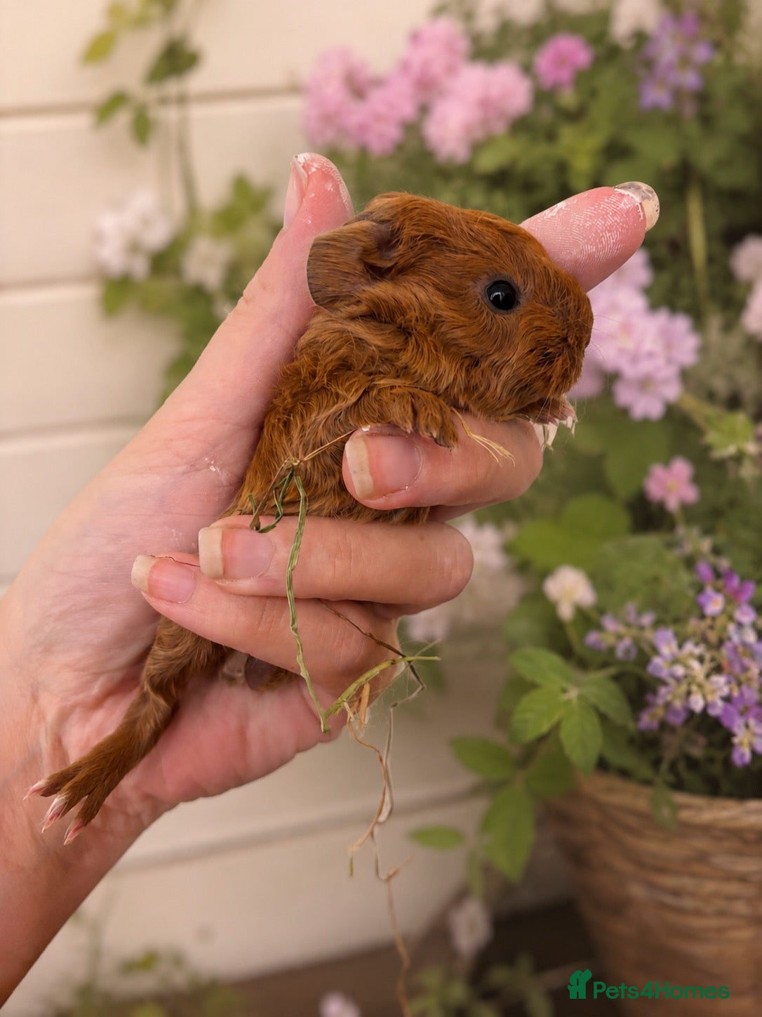 Guinea Pig rodents Baby Guinea Pigs  - Advert 1