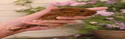 Guinea Pig rodents for sale: Baby Guinea Pigs  - Advert 1