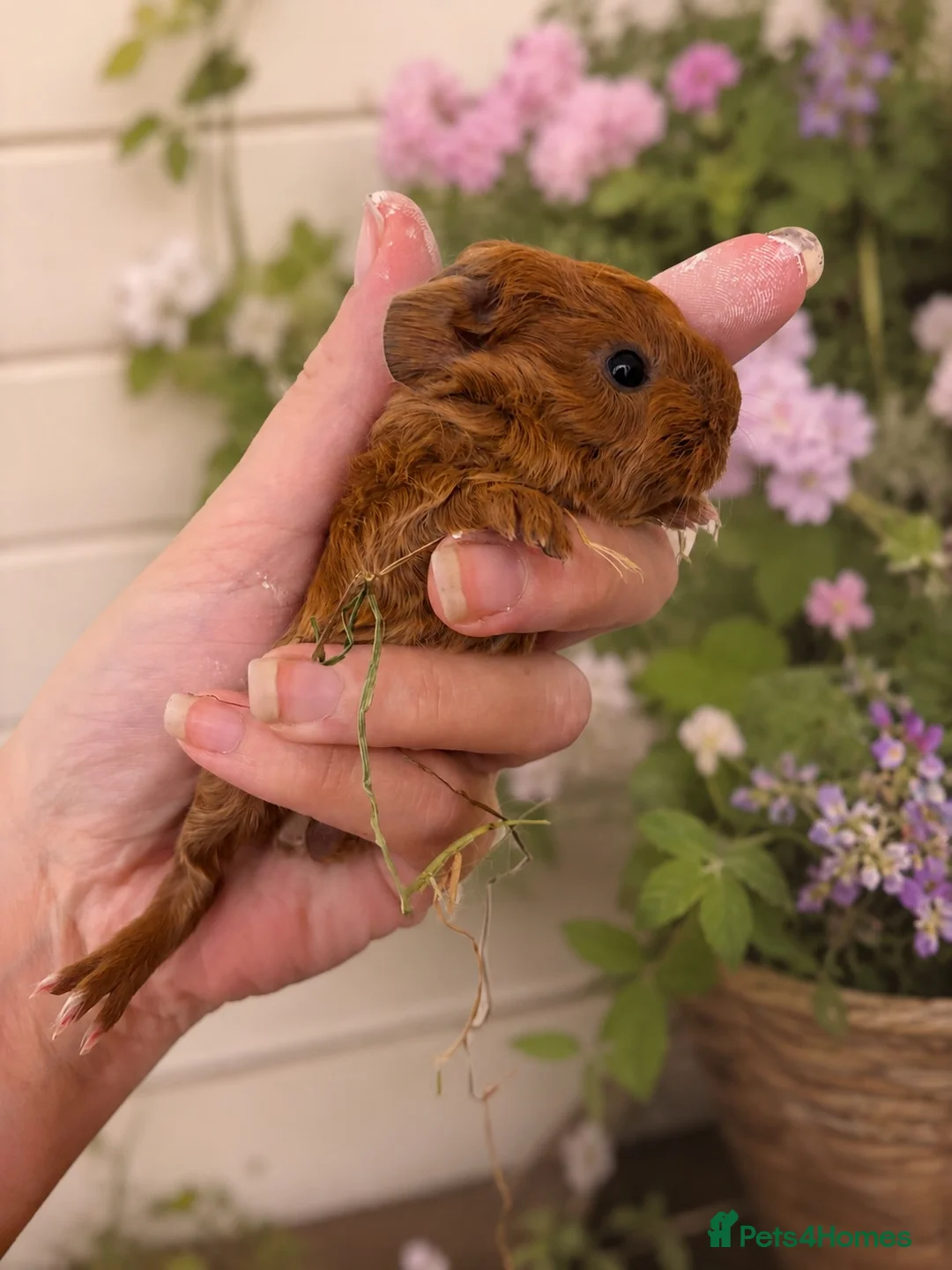 Guinea Pig rodents for sale: Baby Guinea Pigs  - Advert 1