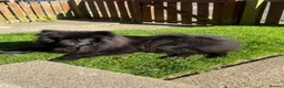 Eurasier dogs for sale: Euraiser pups in Peterlee - Advert 1