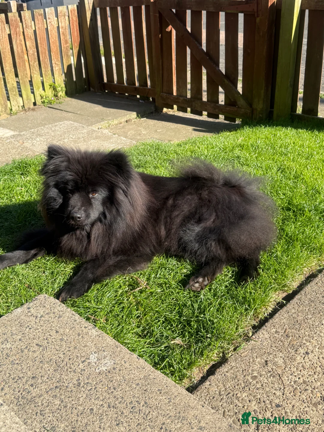 Eurasier dogs for sale: Euraiser pups in Peterlee - Advert 1