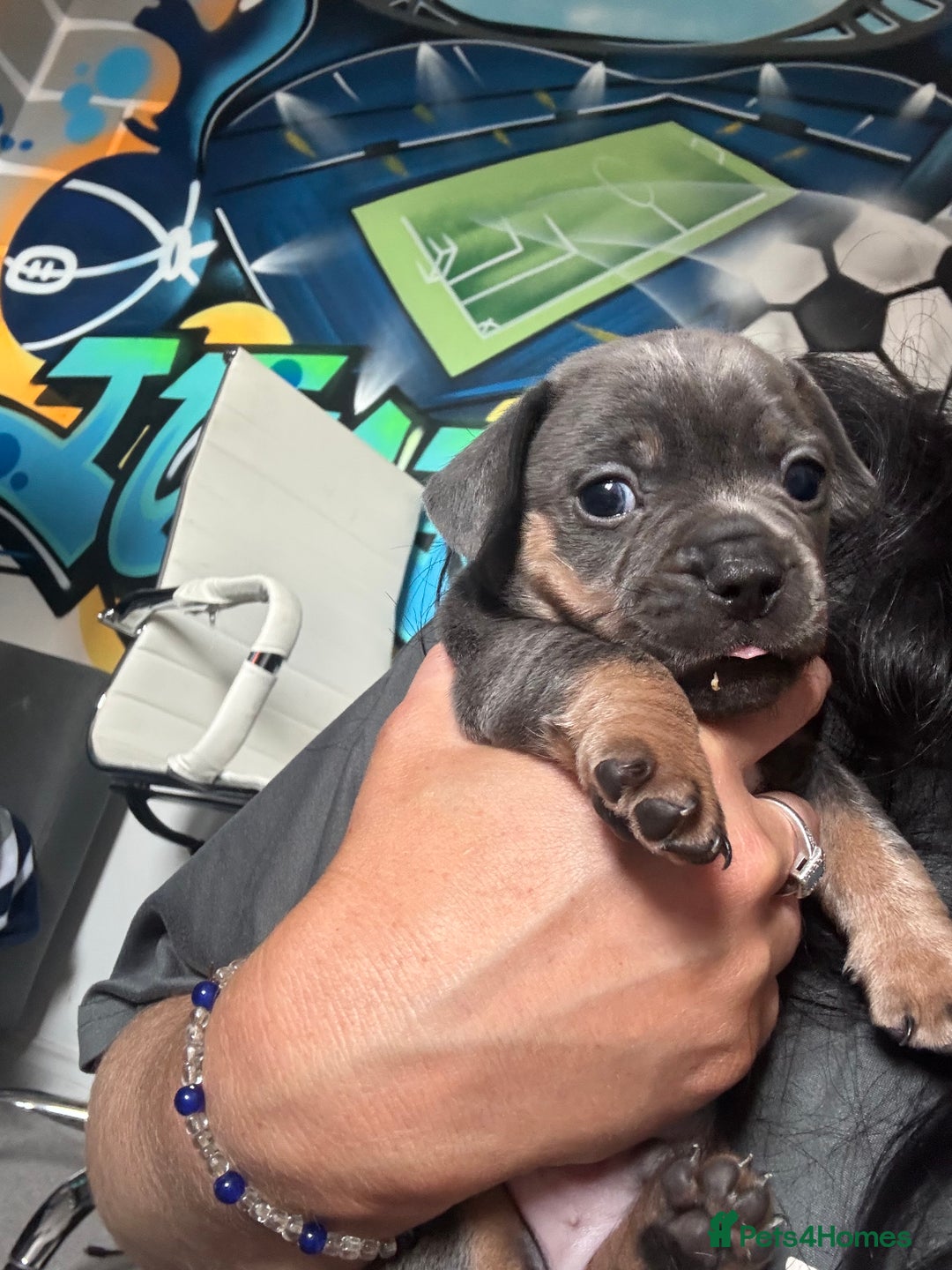 Mixed Breed dogs for sale: Unreal Frenchweiner puppy’s 🥹 - Image 6