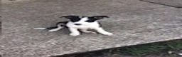 Border Collie dogs for sale: 5 Border Collie Puppies - Advert 4