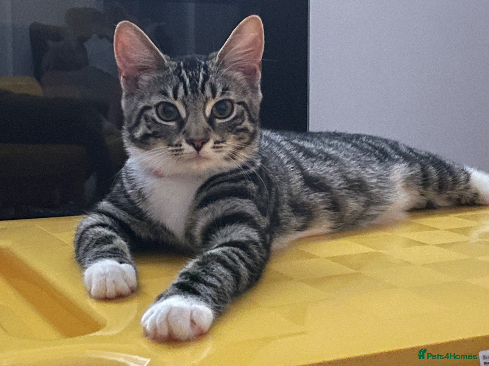 Mixed Breed cats 5 month old female kitten (mum is a Maincoon) - Advert 1
