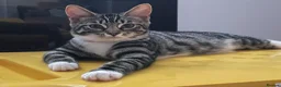 Mixed Breed cats for sale: 5 month old female kitten (mum is a Maincoon) - Advert 1