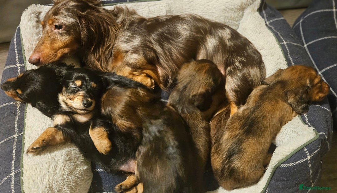 Miniature Dachshund dogs for sale: Longhaired miniature puppies - Advert 14