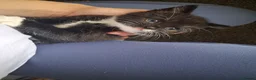 Mixed Breed cats for sale: Female tuxedo kitten needing loving home - Advert 5