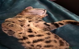 Bengal cats for sale: 2 Bengals Boy Brothers 11 Months Old - Advert 13
