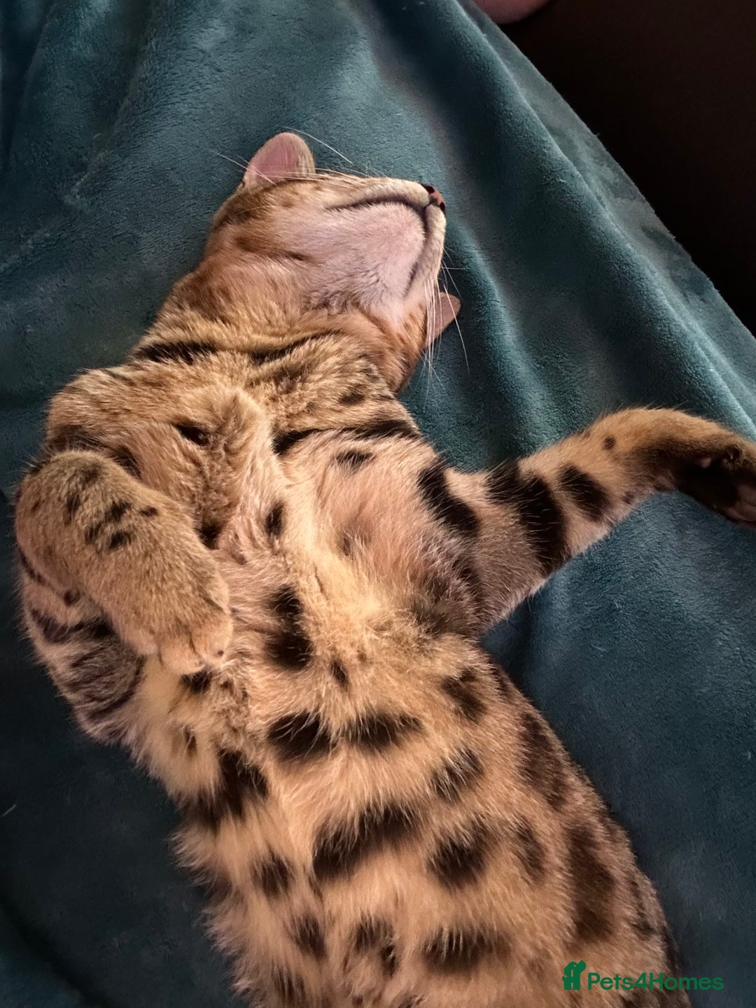 Bengal cats for sale: 2 Bengals Boy Brothers 11 Months Old - Advert 13