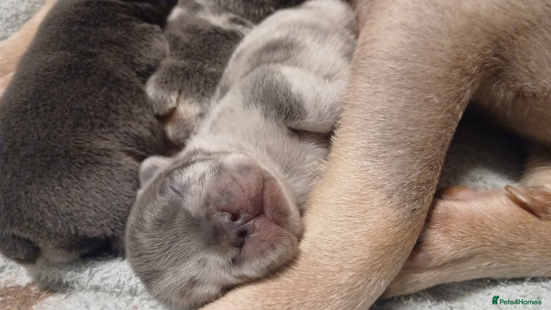 French Bulldog dogs for sale: French Bulldog Merles carrying fluffy ready to go. - Advert 12