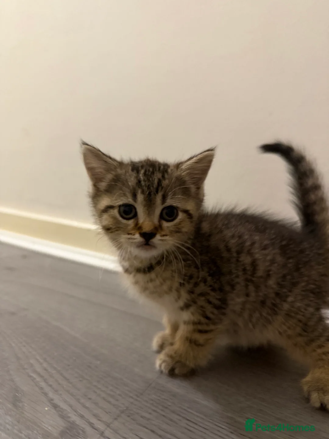 Scottish Fold cats for sale: Scottish Fold x British Short Hair Kittens - Advert 2