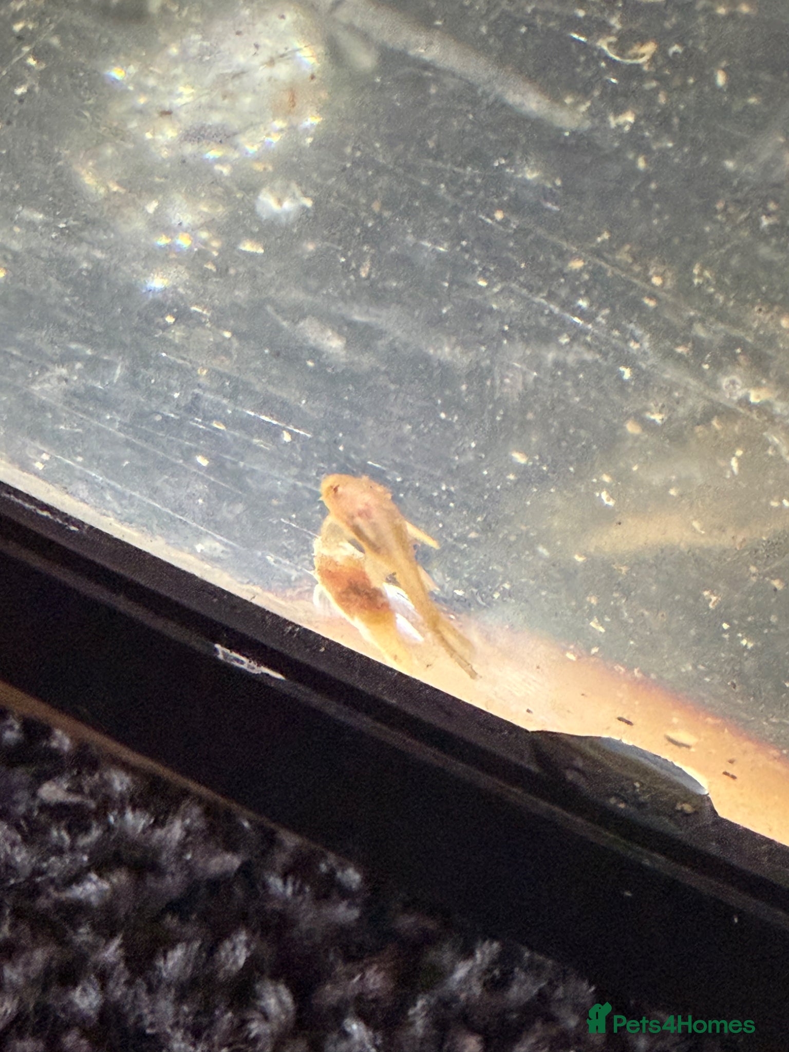 Plecos fish Albino bristle nose plec - Advert 12