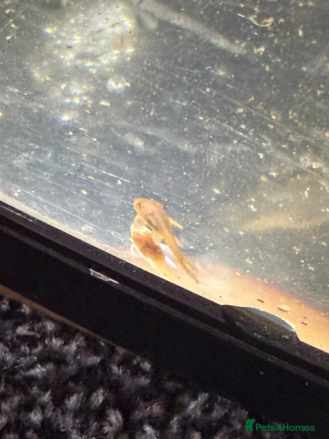 Plecos fish for sale: Albino bristle nose plec - Advert 1