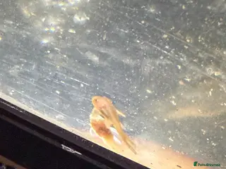 Plecos fish Albino bristle nose plec - Advert 6