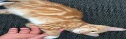 Mixed Breed cats for sale: Beautiful Friendly Kittens Ready for Loving Homes - Advert 6