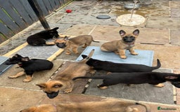Mixed Breed dogs for sale: Czech shepherd x Belgium malinois - Image 30
