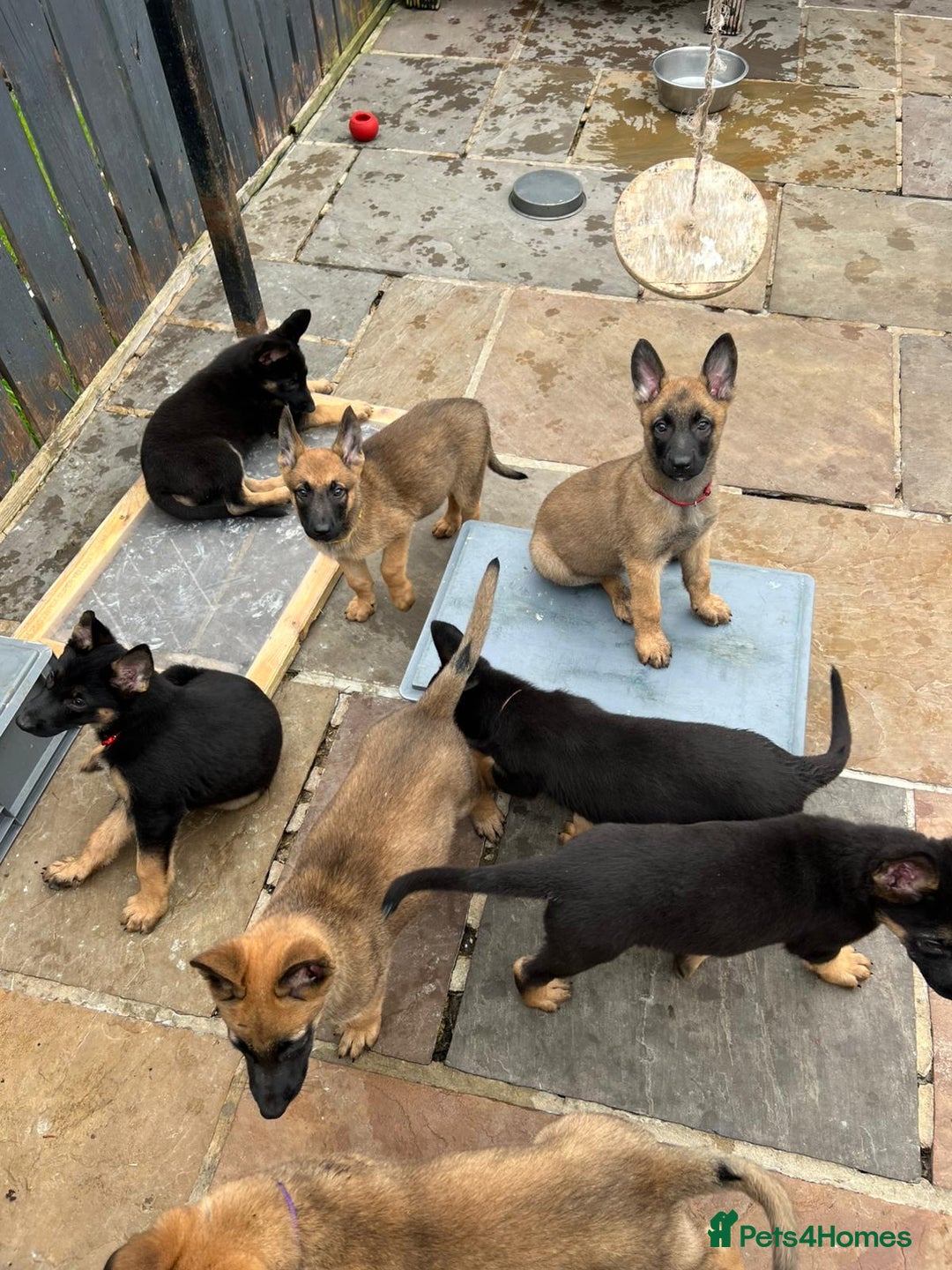 Mixed Breed dogs for sale: Czech shepherd x Belgium malinois - Image 30