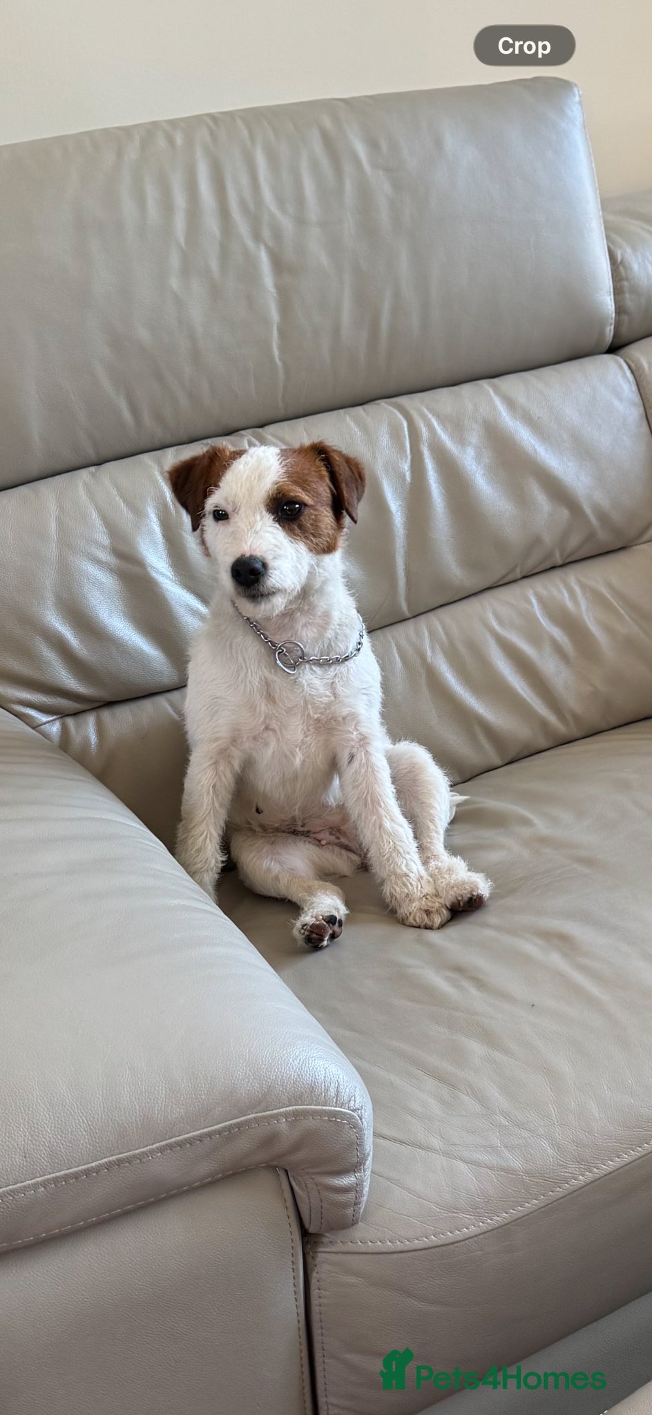 Parson Russell dogs Beautiful parson terrier puppies  - Advert 1