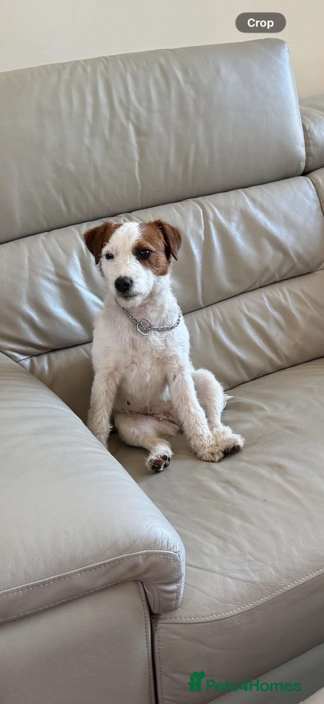 Parson Russell dogs for sale: Beautiful parson terrier puppies  - Advert 2