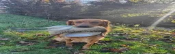 Golden Retriever dogs for sale: Golden retriever puppies in Seaham - Advert 15
